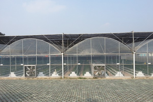 连栋薄膜温室