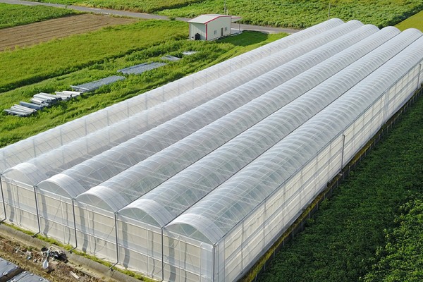 连栋薄膜温室