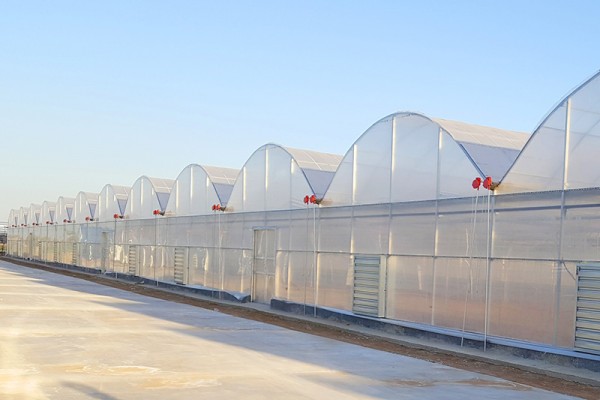 连栋薄膜温室