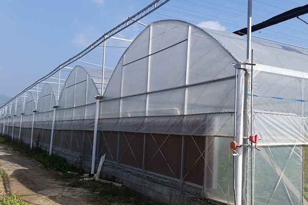 连栋薄膜温室