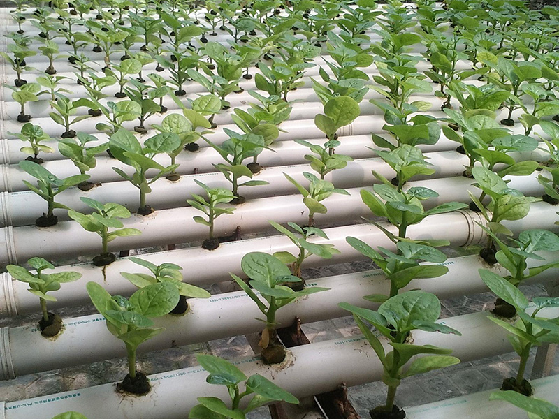 无土栽培-(6).jpg